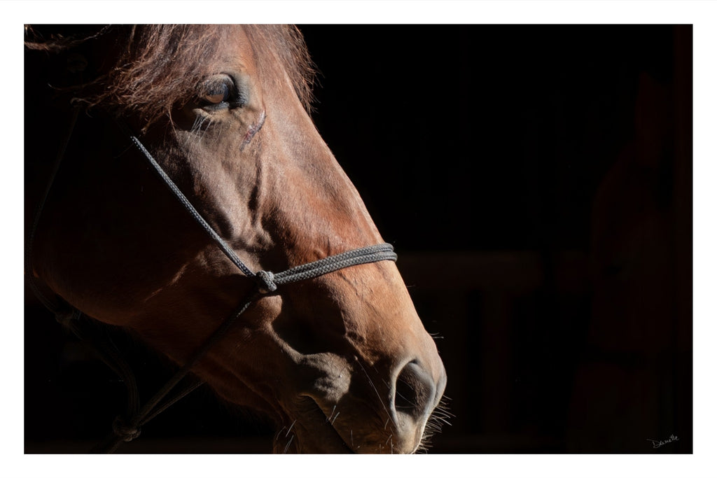 Ruth A Quiet Portrait of Equine Grace Horse Photography Limited Edition of 50