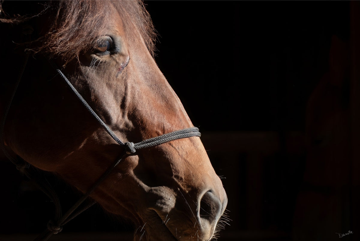 Ruth A Quiet Portrait of Equine Grace Horse Photography Limited Edition of 50