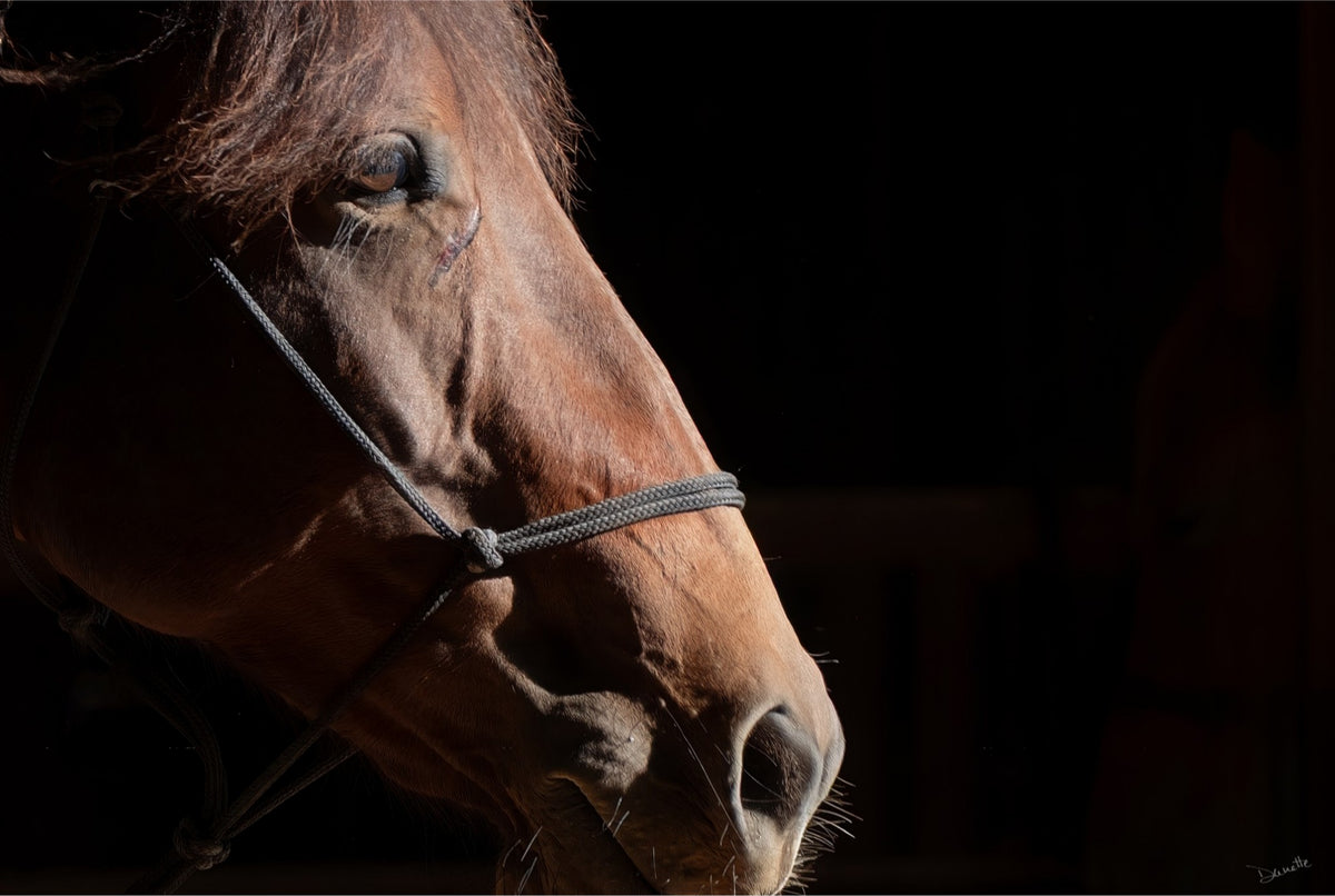 Ruth A Quiet Portrait of Equine Grace Horse Photography Limited Edition of 50