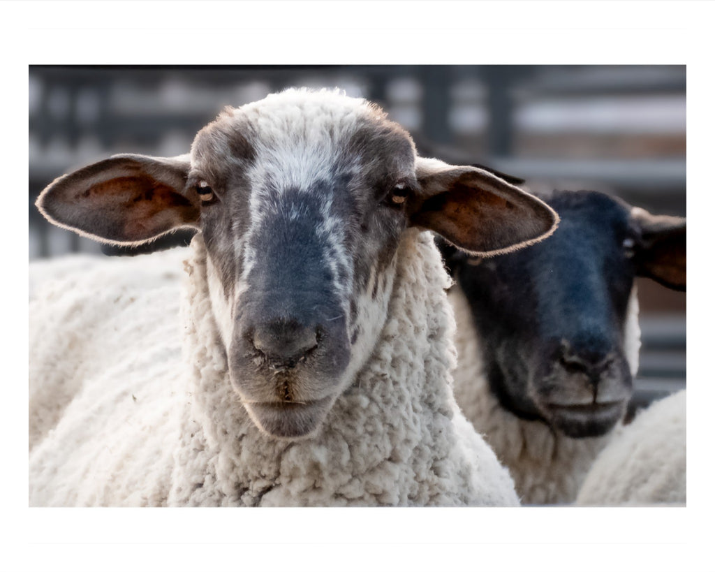 Sheep Portrait Photograph – Rustic Farmhouse Animal Wall Art