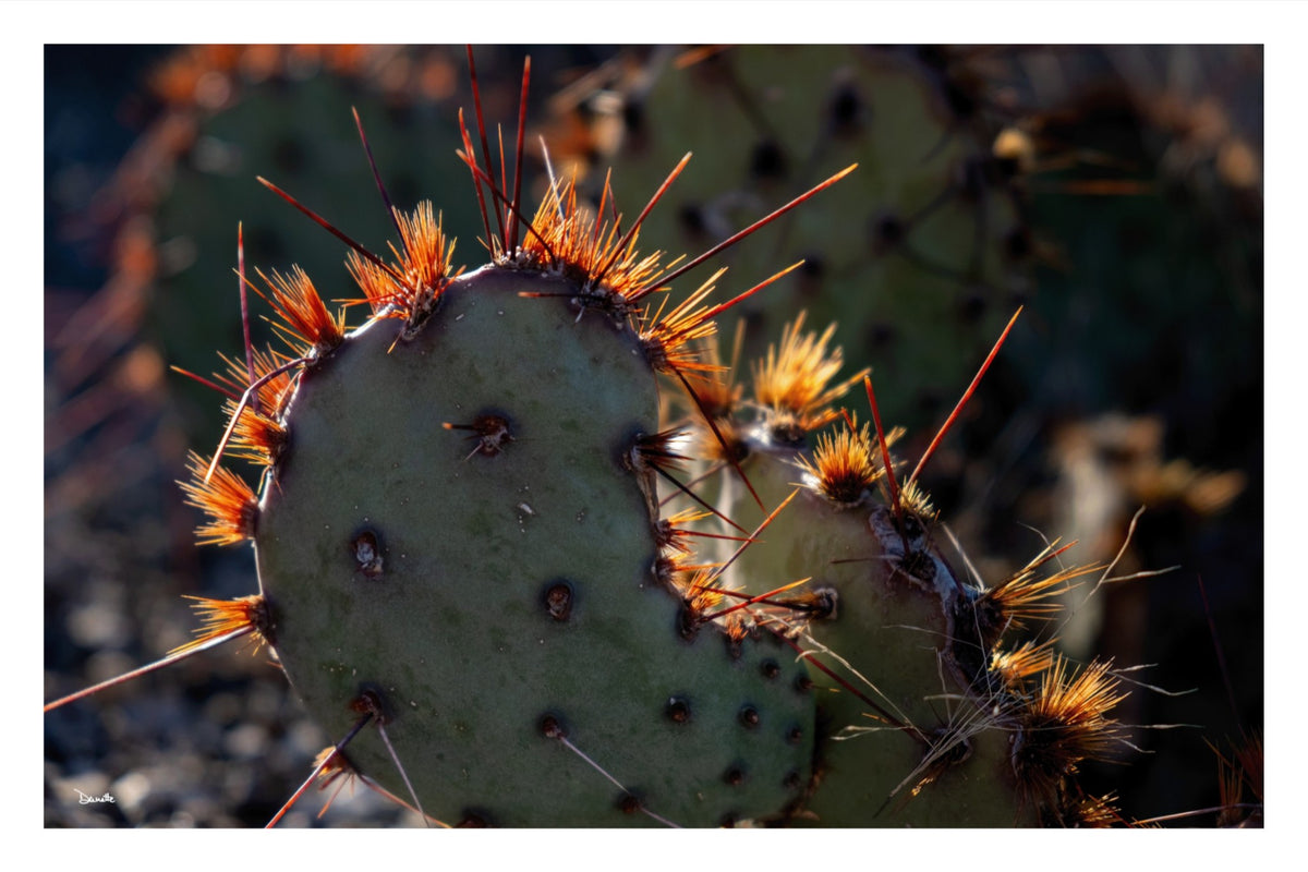 Sunset Cactus Western Desert Photograph Limited Edition of 50