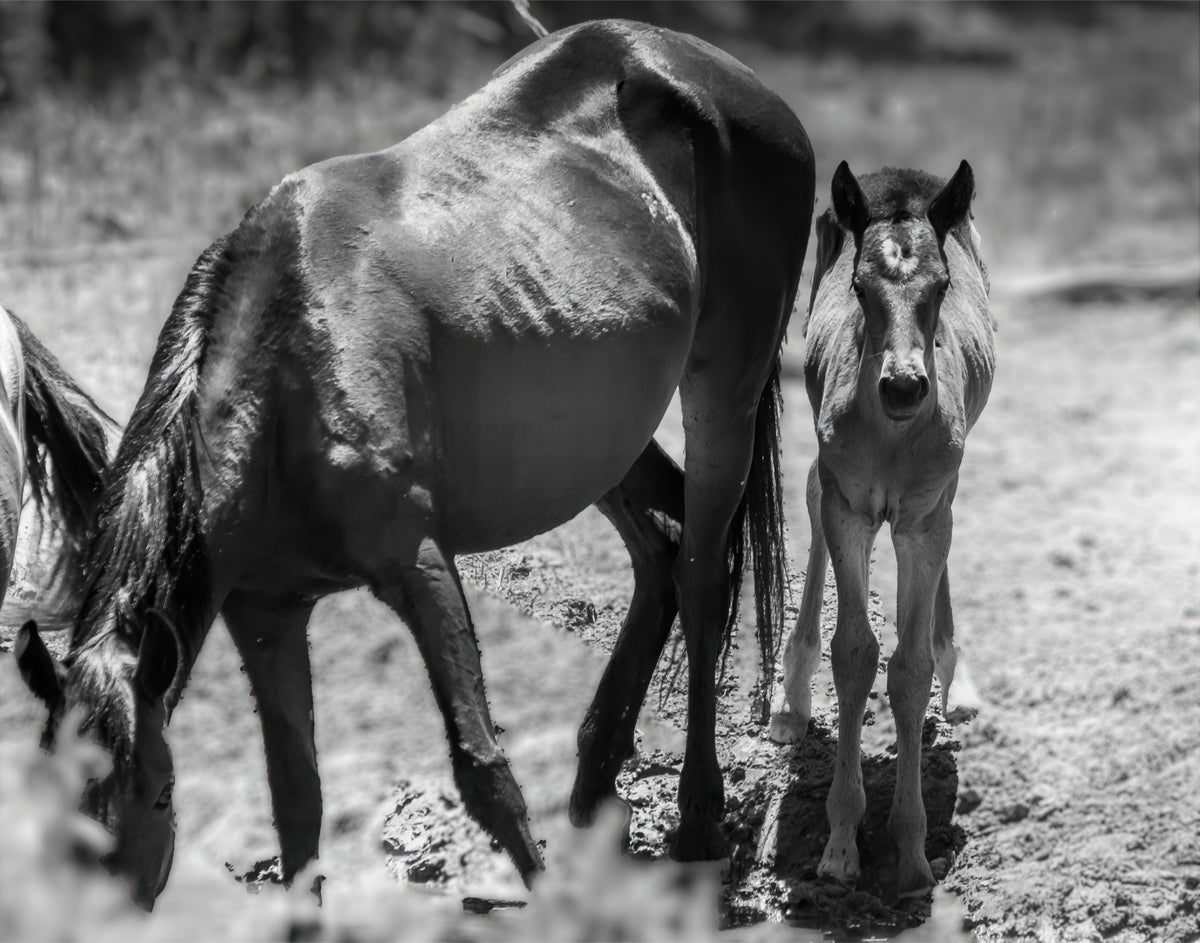 Wild Child Wild Mustang Photography Limited Edition of 50