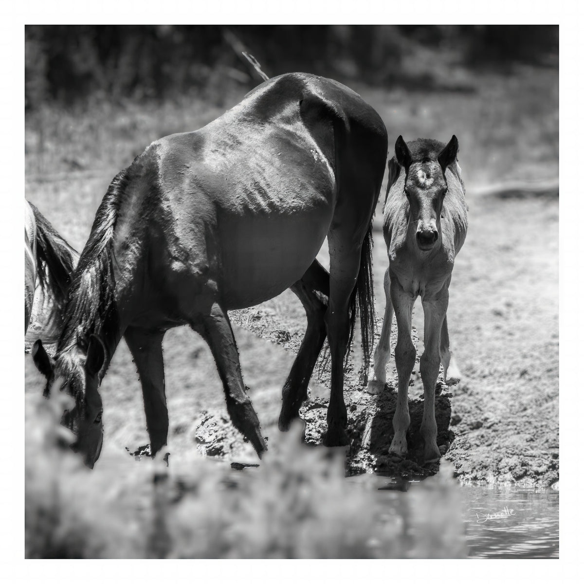 Wild Child Wild Mustang Photography Limited Edition of 50