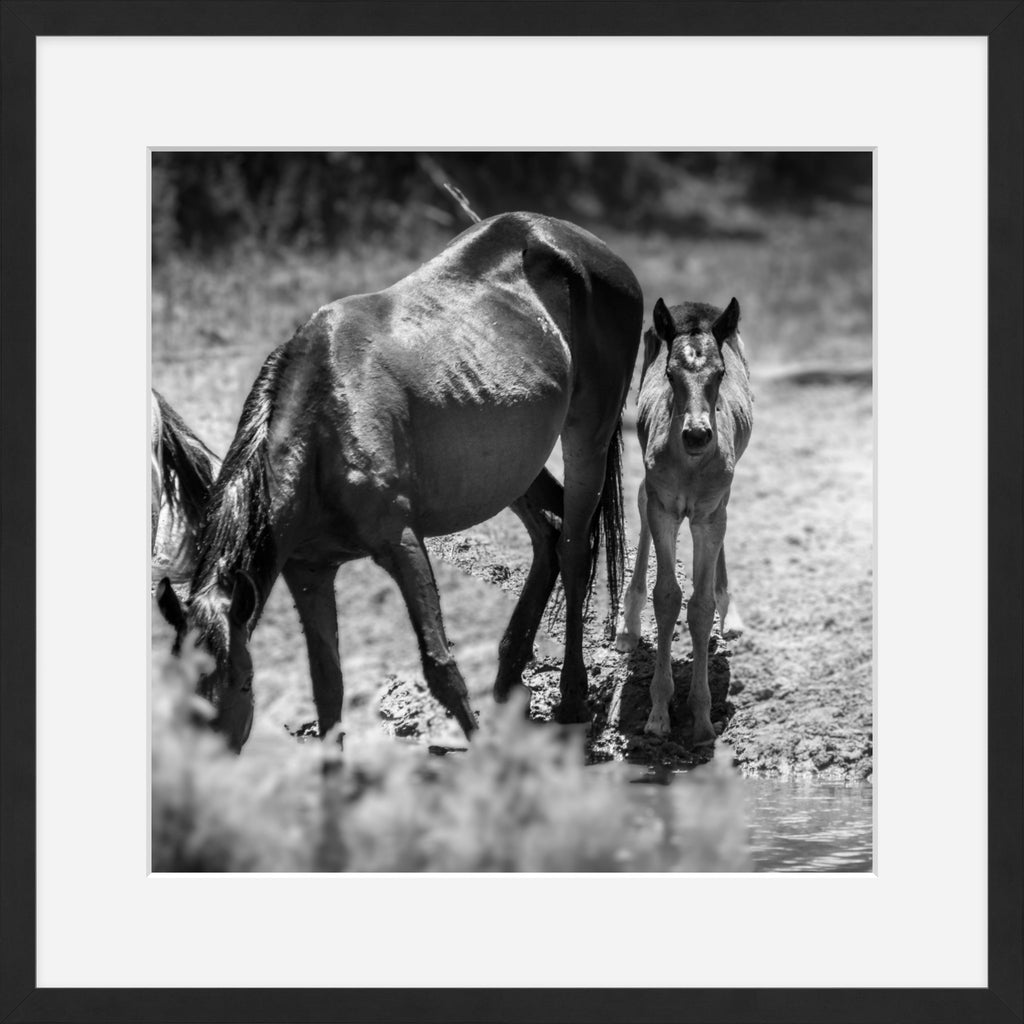Wild Child Wild Mustang Photography Limited Edition of 50