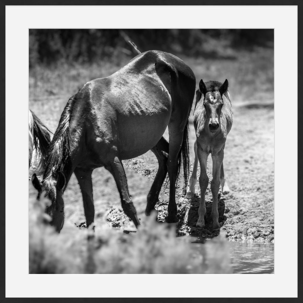 Wild Child Wild Mustang Photography Limited Edition of 50