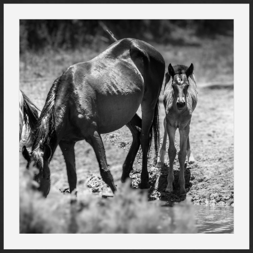 Wild Child Wild Mustang Photography Limited Edition of 50