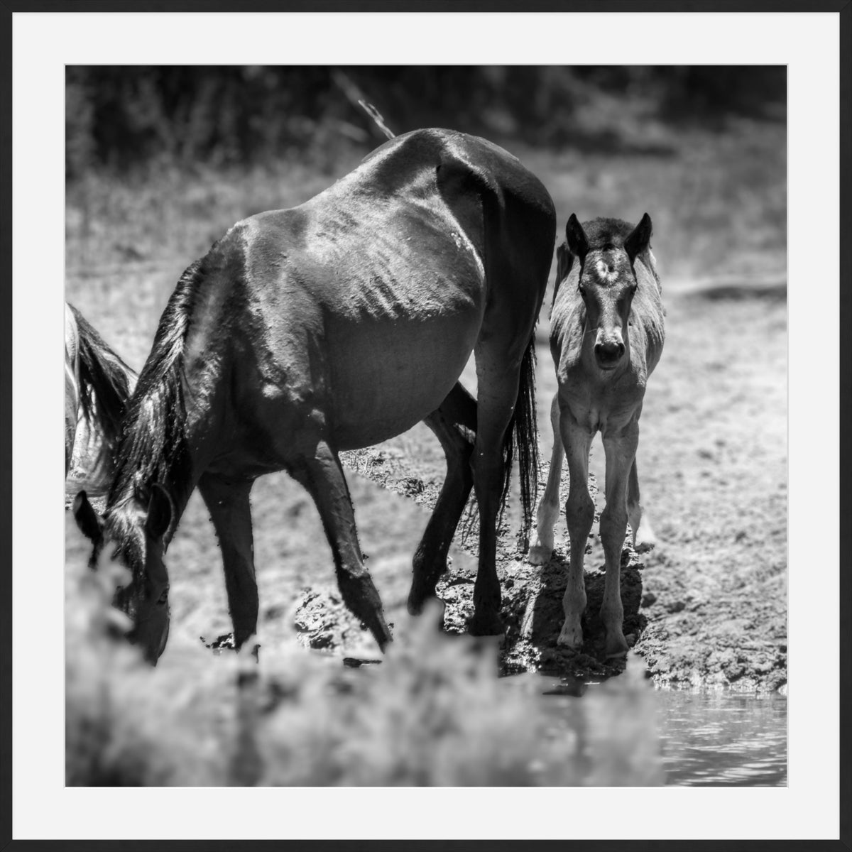 Wild Child Wild Mustang Photography Limited Edition of 50