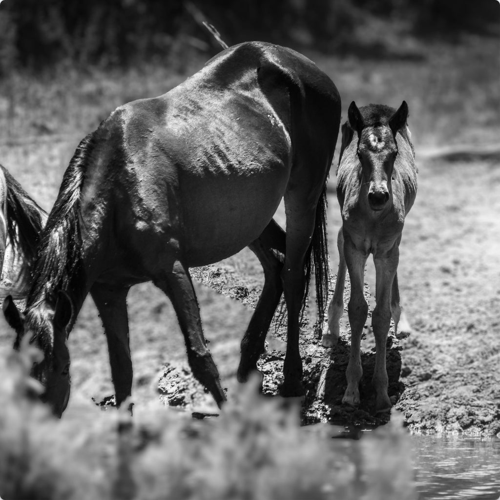 Wild Child Wild Mustang Photography Limited Edition of 50