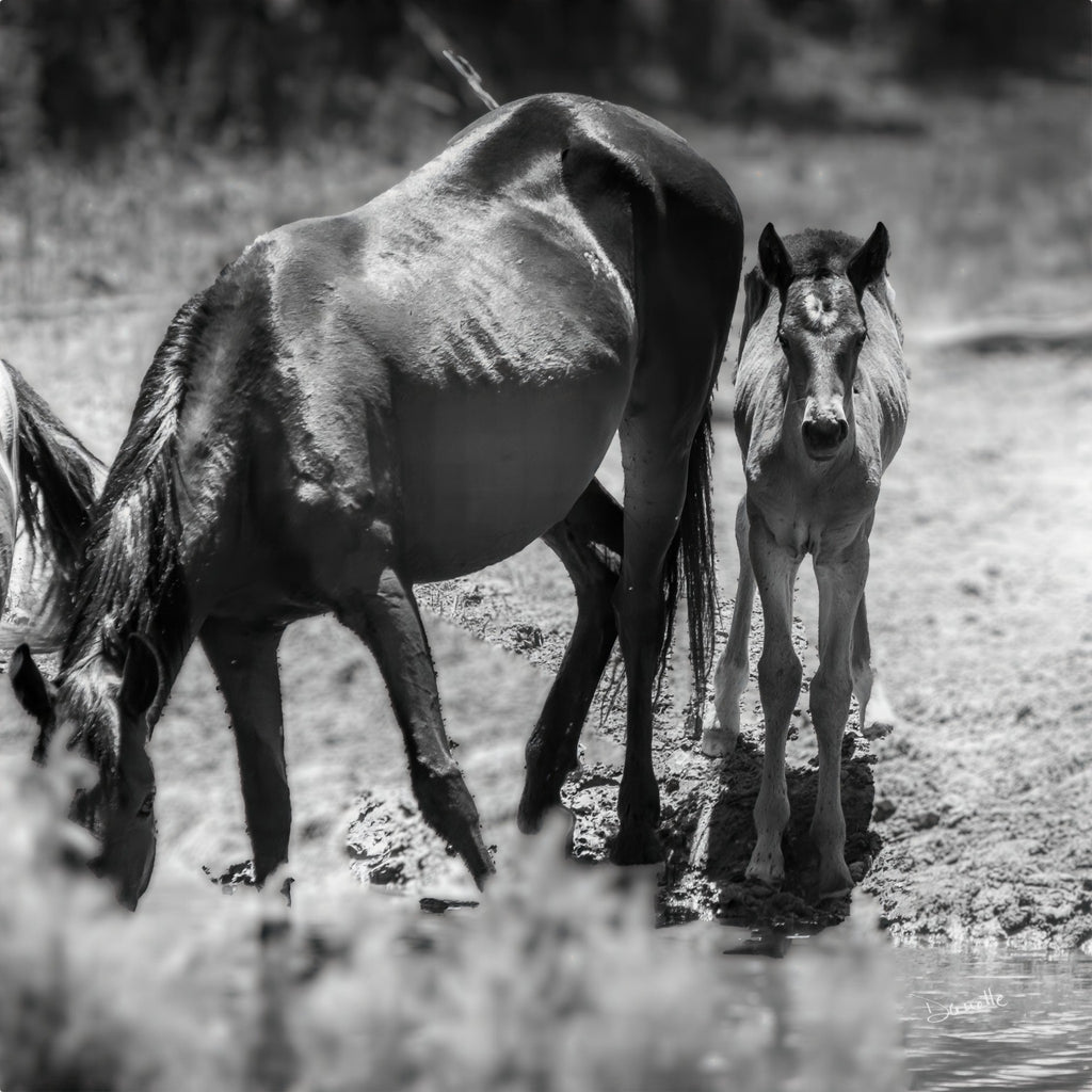 Wild Child Wild Mustang Photography Limited Edition of 50
