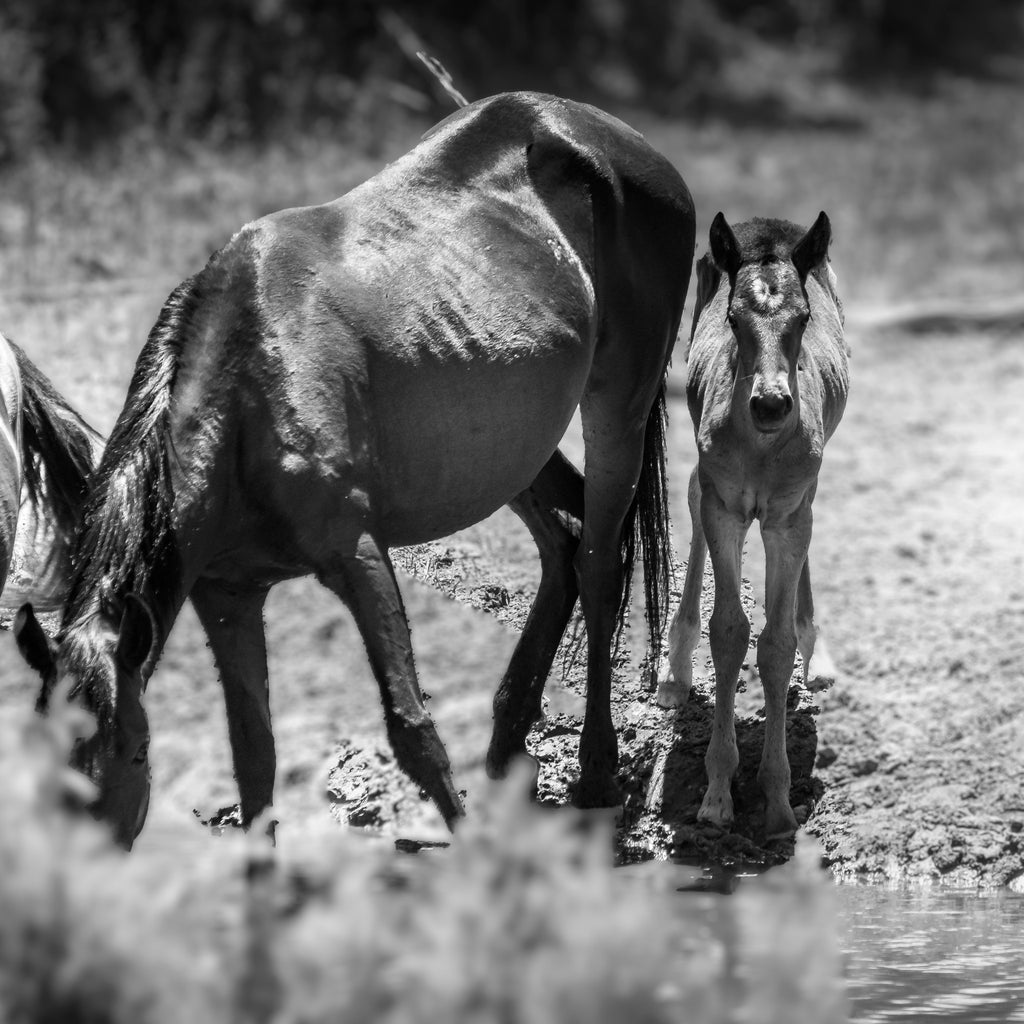 Wild Child Wild Mustang Photography Limited Edition of 50