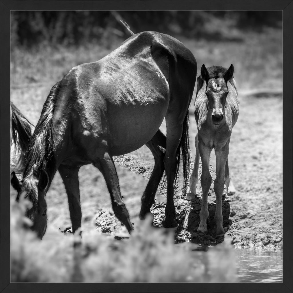 Wild Child Wild Mustang Photography Limited Edition of 50