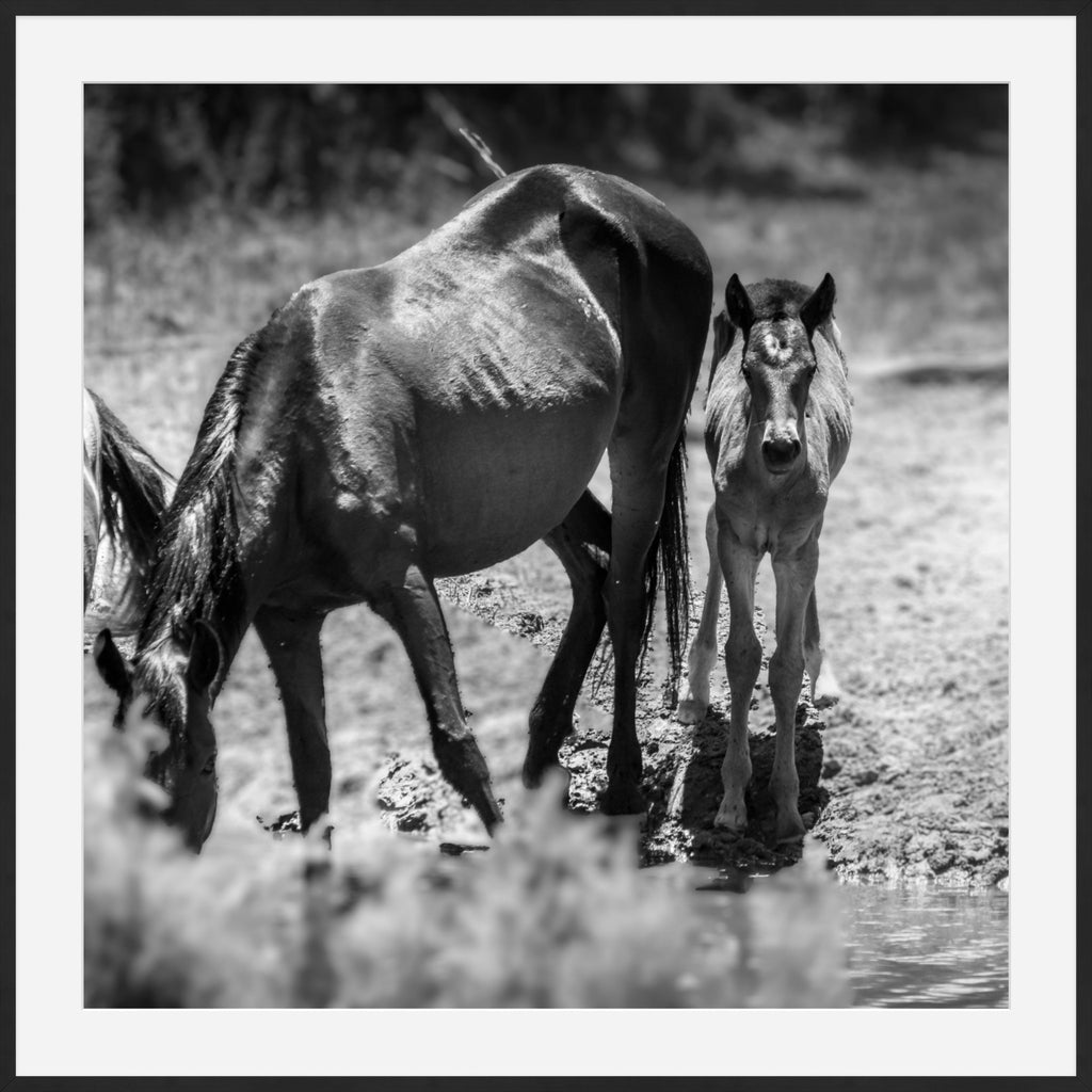 Wild Child Wild Mustang Photography Limited Edition of 50