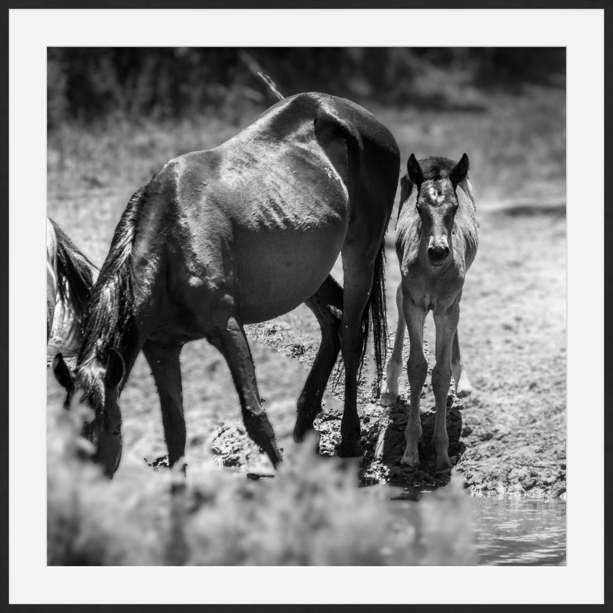 Wild Child Wild Mustang Photography Limited Edition of 50