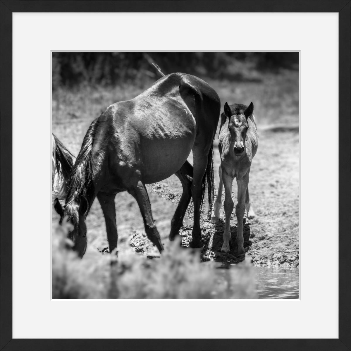 Wild Child Wild Mustang Photography Limited Edition of 50
