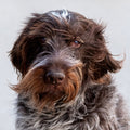 Salt and Whiskers Canine Photography Limited edition of 50