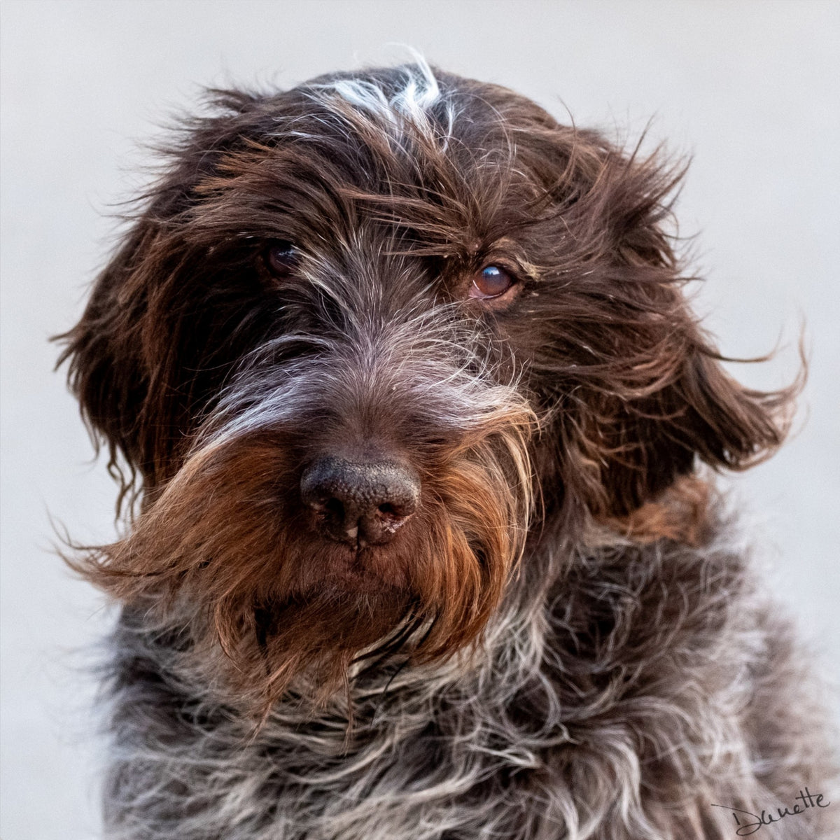 Salt and Whiskers Canine Photography Limited edition of 50
