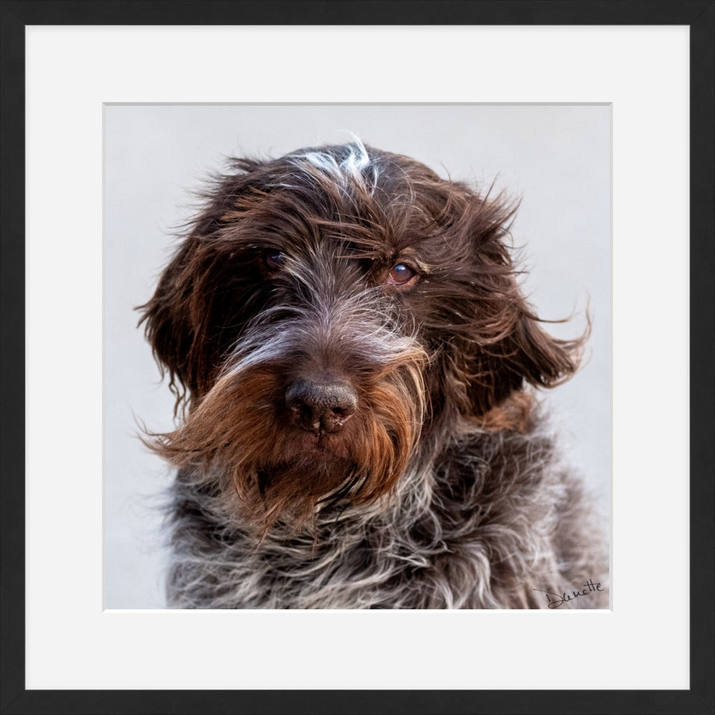 Salt and Whiskers Canine Photography Limited edition of 50