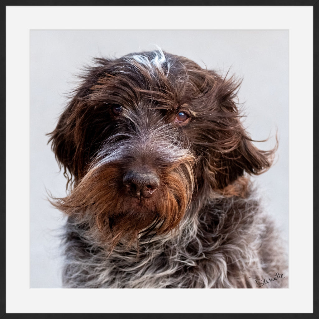 Salt and Whiskers Canine Photography Limited edition of 50