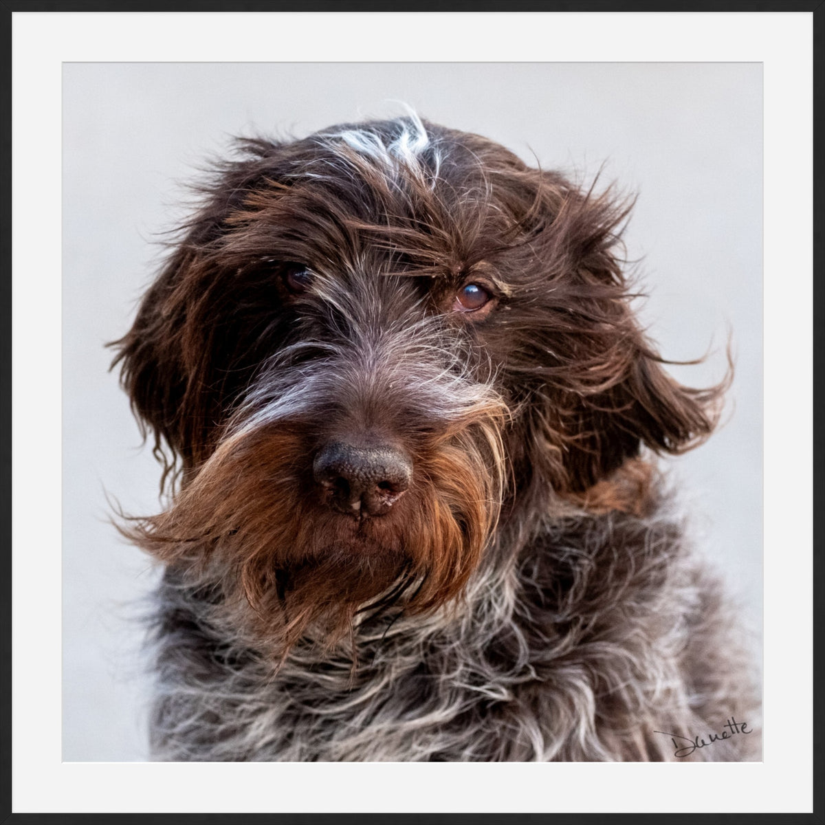 Salt and Whiskers Canine Photography Limited edition of 50
