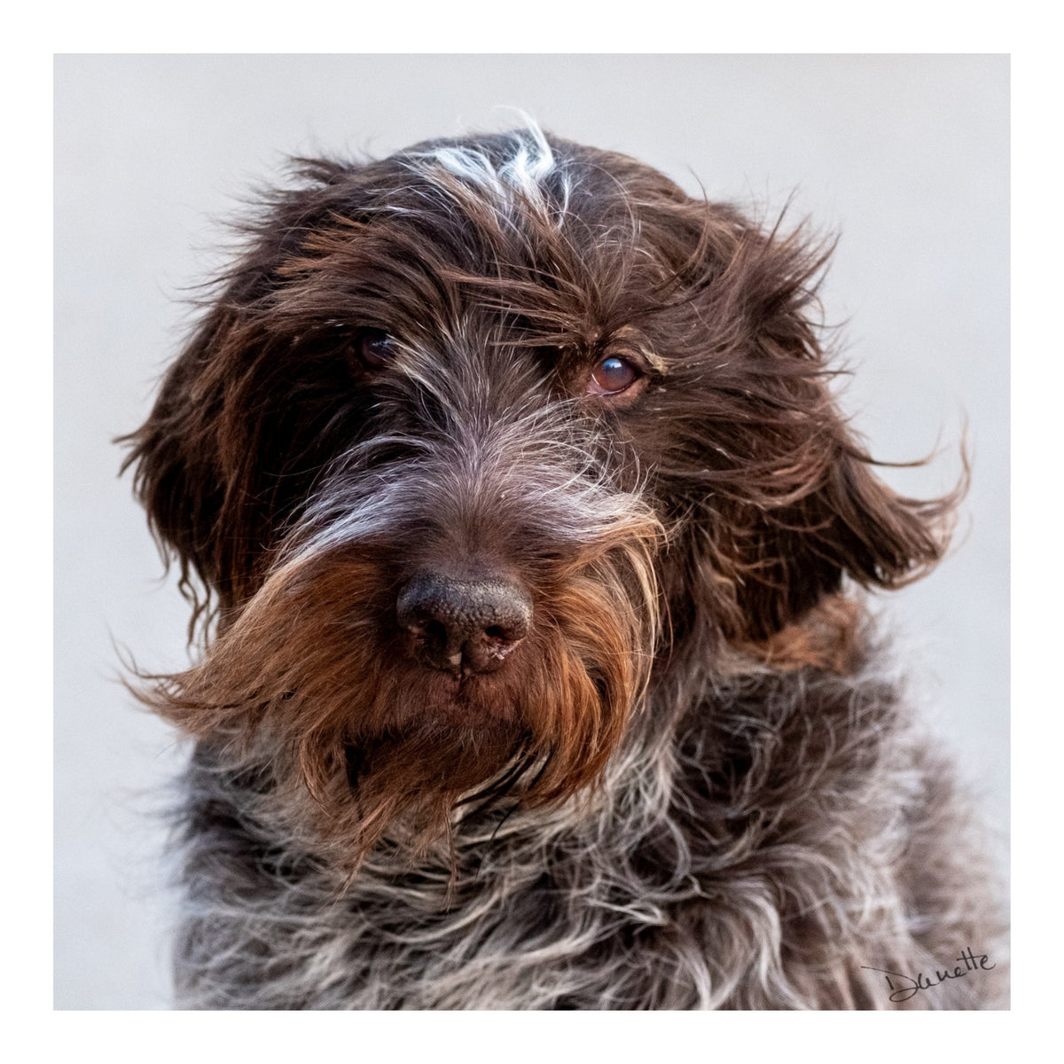 Salt and Whiskers Canine Photography Limited edition of 50