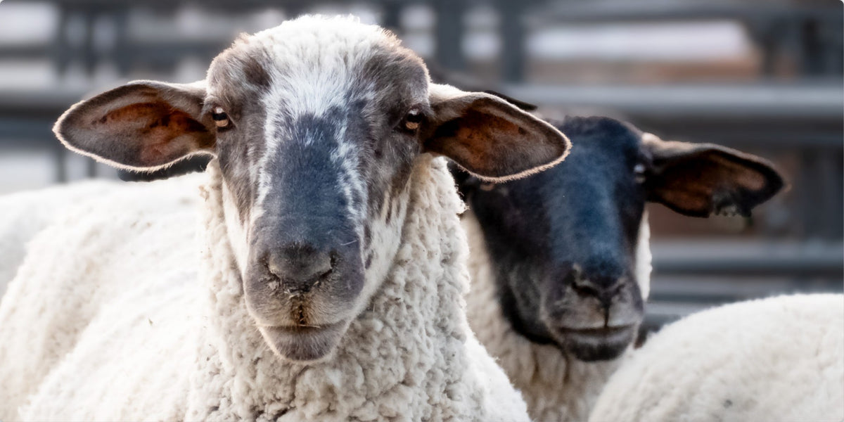 Sheep Portrait Photograph – Rustic Farmhouse Animal Wall Art