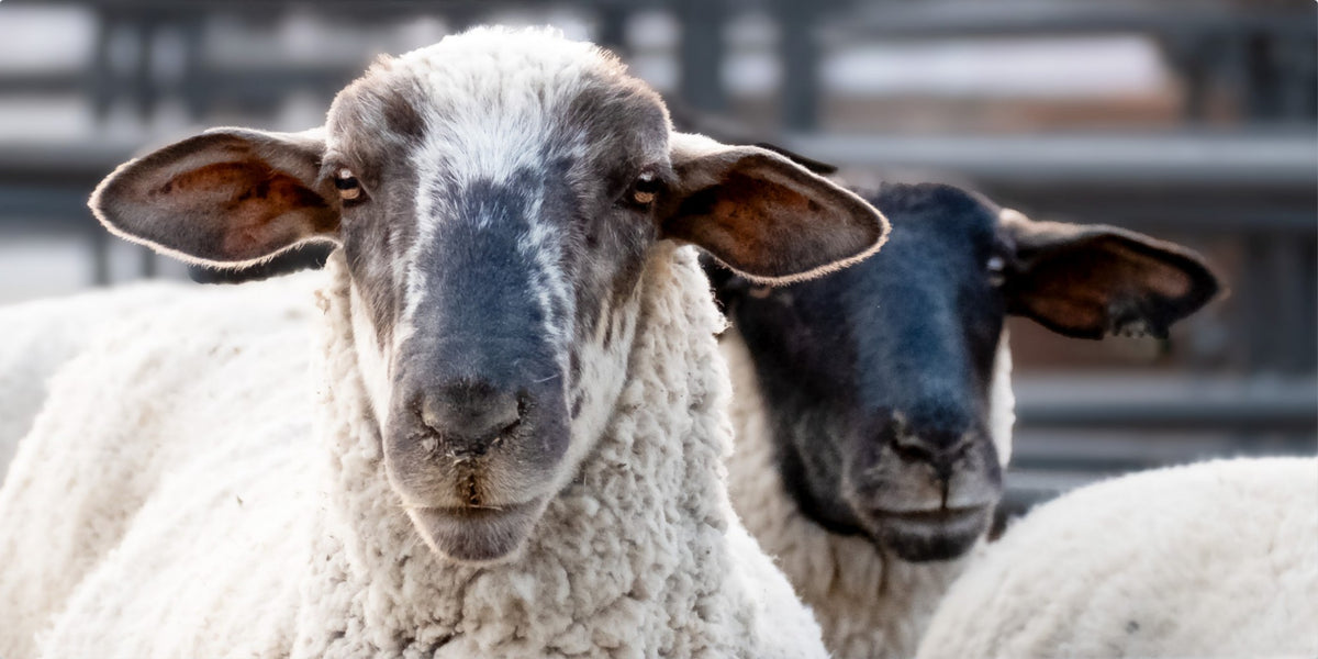 Sheep Portrait Photograph – Rustic Farmhouse Animal Wall Art
