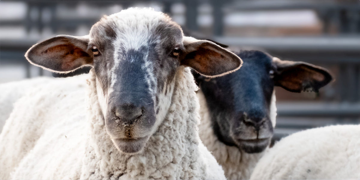 Sheep Portrait Photograph – Rustic Farmhouse Animal Wall Art