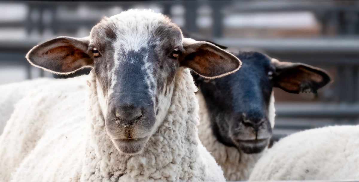 Sheep Portrait Photograph – Rustic Farmhouse Animal Wall Art
