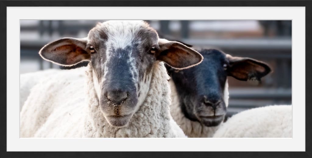 Sheep Portrait Photograph – Rustic Farmhouse Animal Wall Art