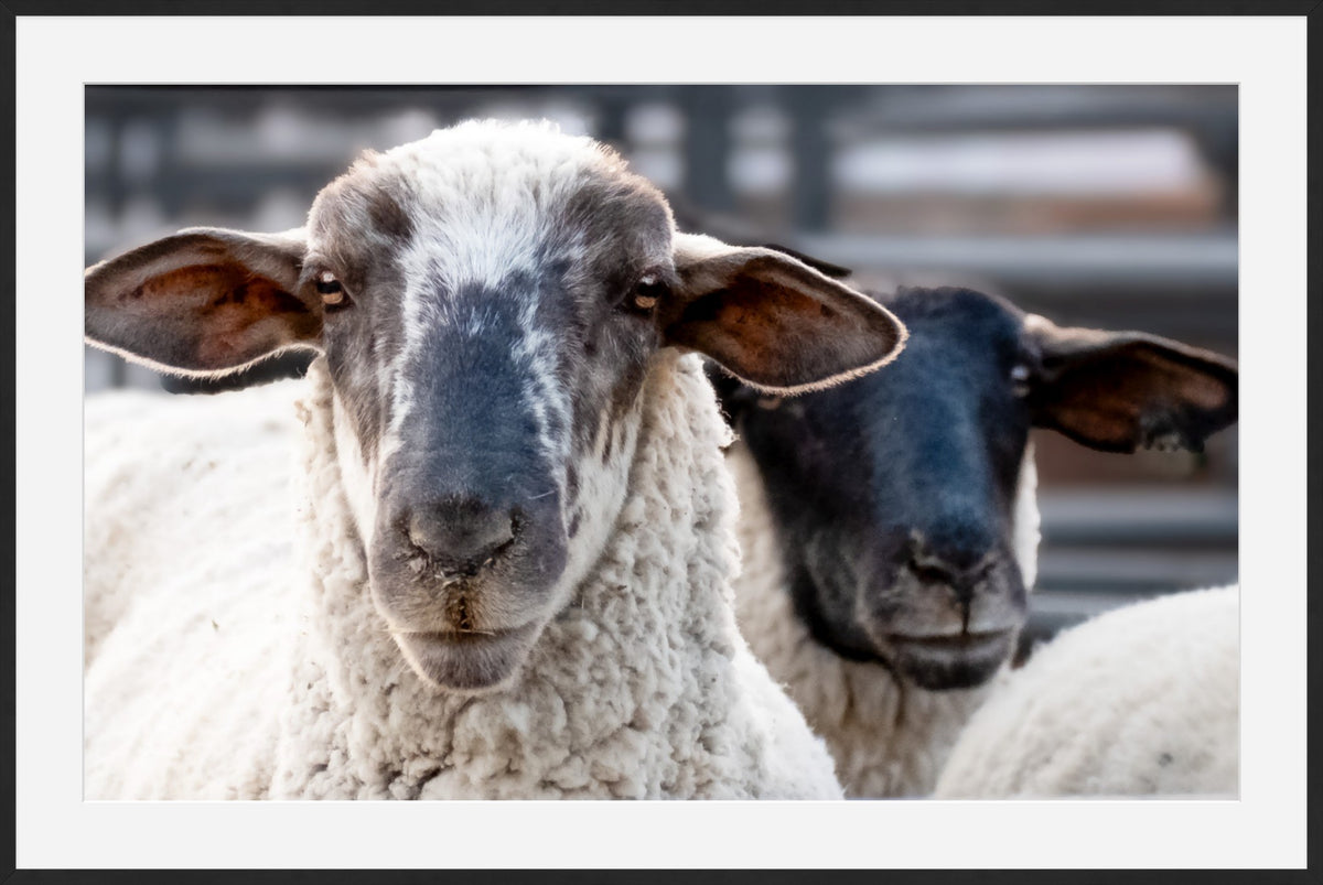 Sheep Portrait Photograph – Rustic Farmhouse Animal Wall Art