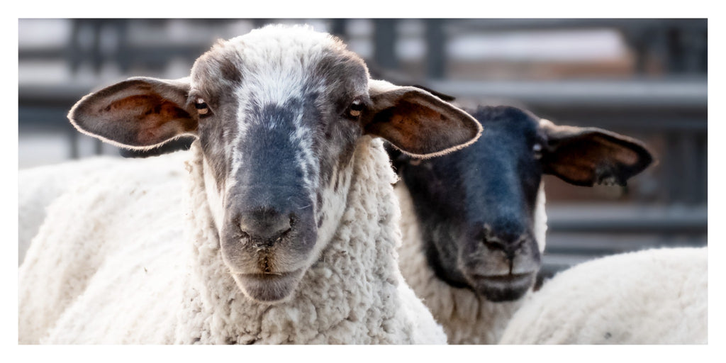 Sheep Portrait Photograph – Rustic Farmhouse Animal Wall Art