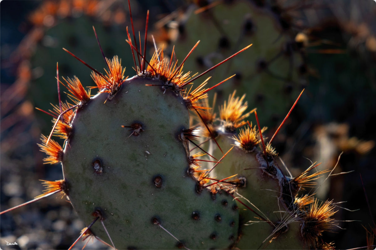 Sunset Cactus Western Desert Photograph Limited Edition of 50