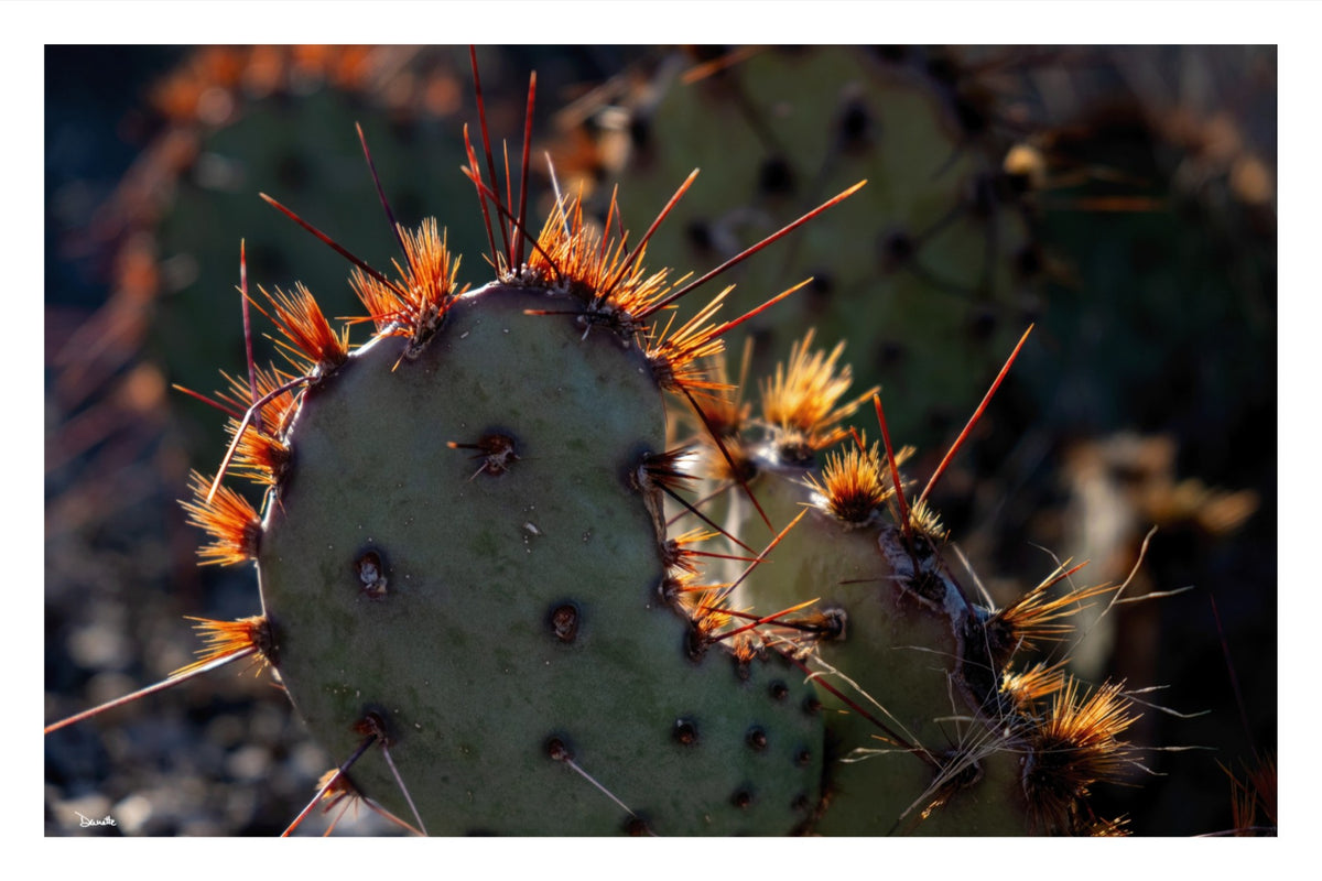 Sunset Cactus Western Desert Photograph Limited Edition of 50