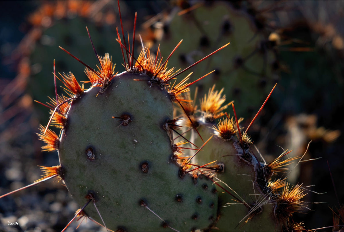 Sunset Cactus Western Desert Photograph Limited Edition of 50