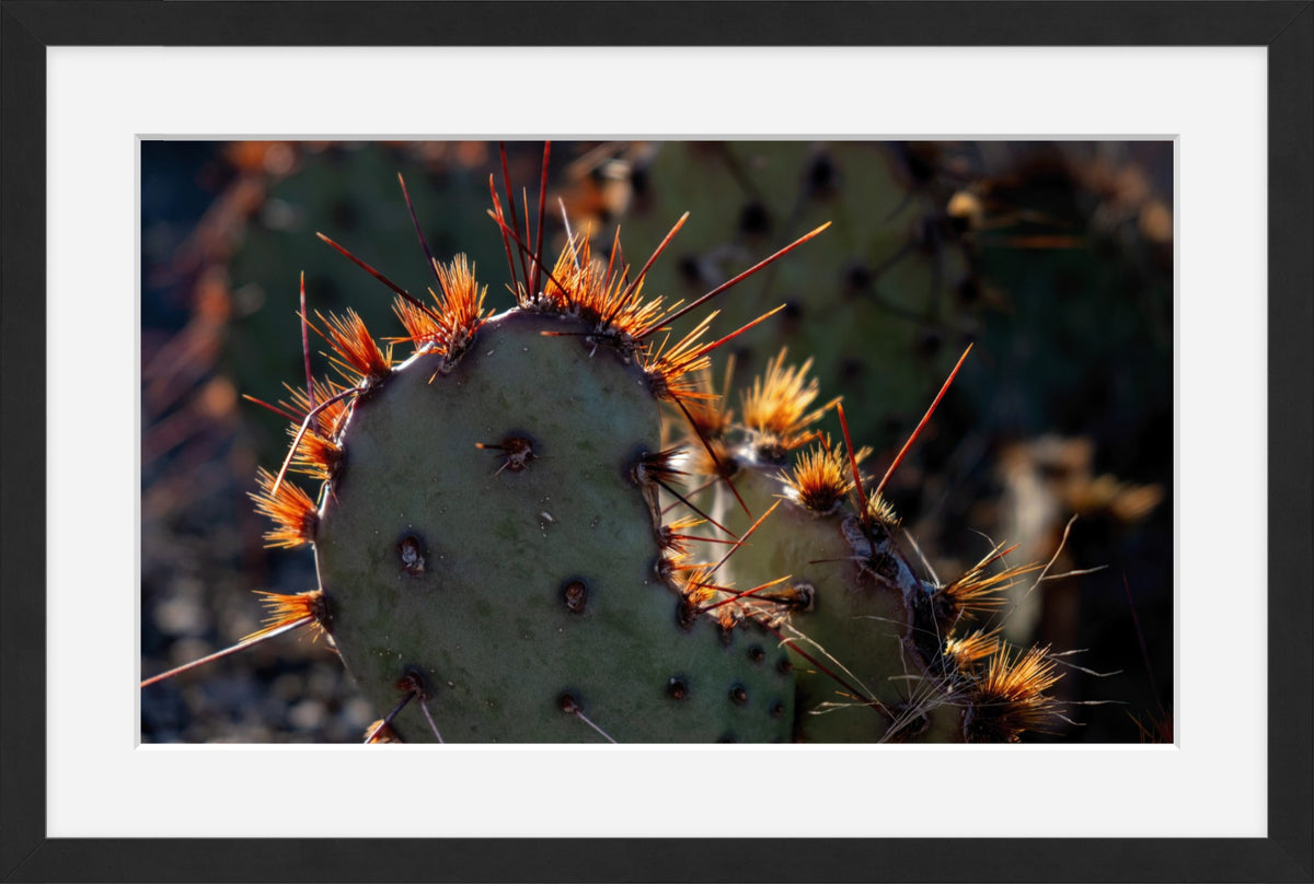 Sunset Cactus Western Desert Photograph Limited Edition of 50