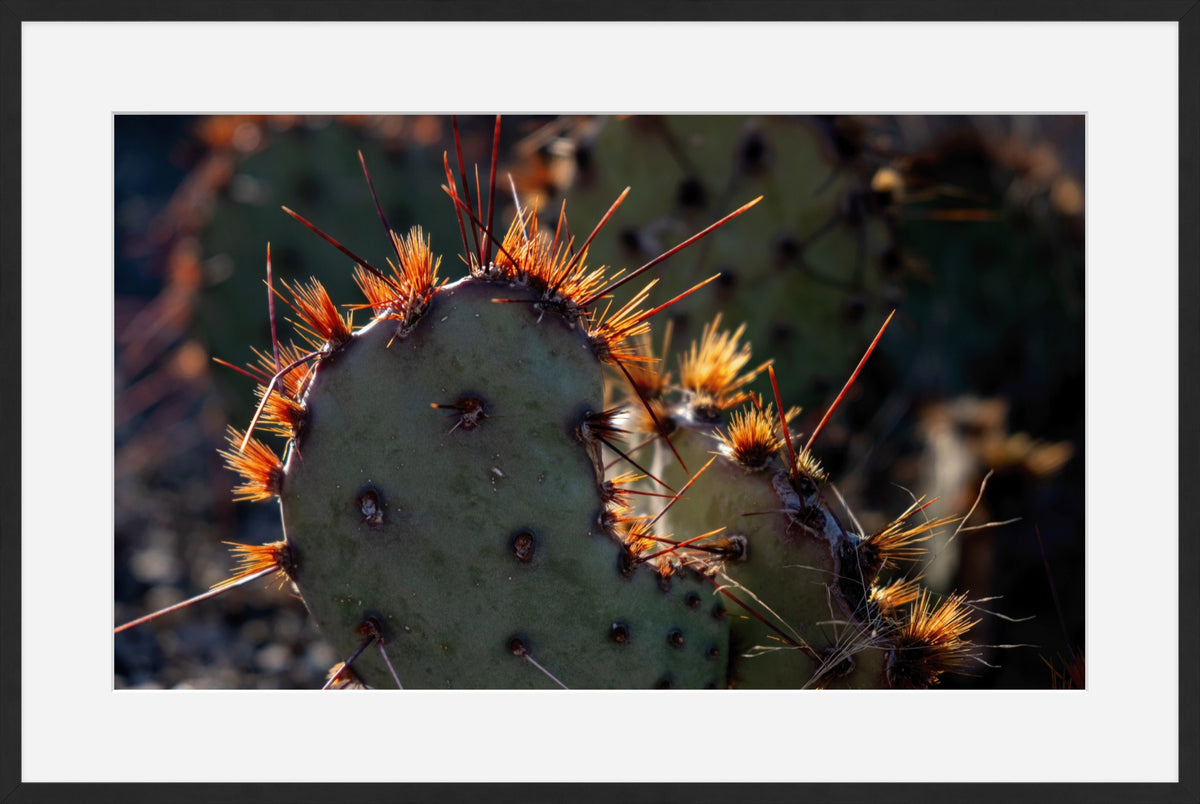 Sunset Cactus Western Desert Photograph Limited Edition of 50