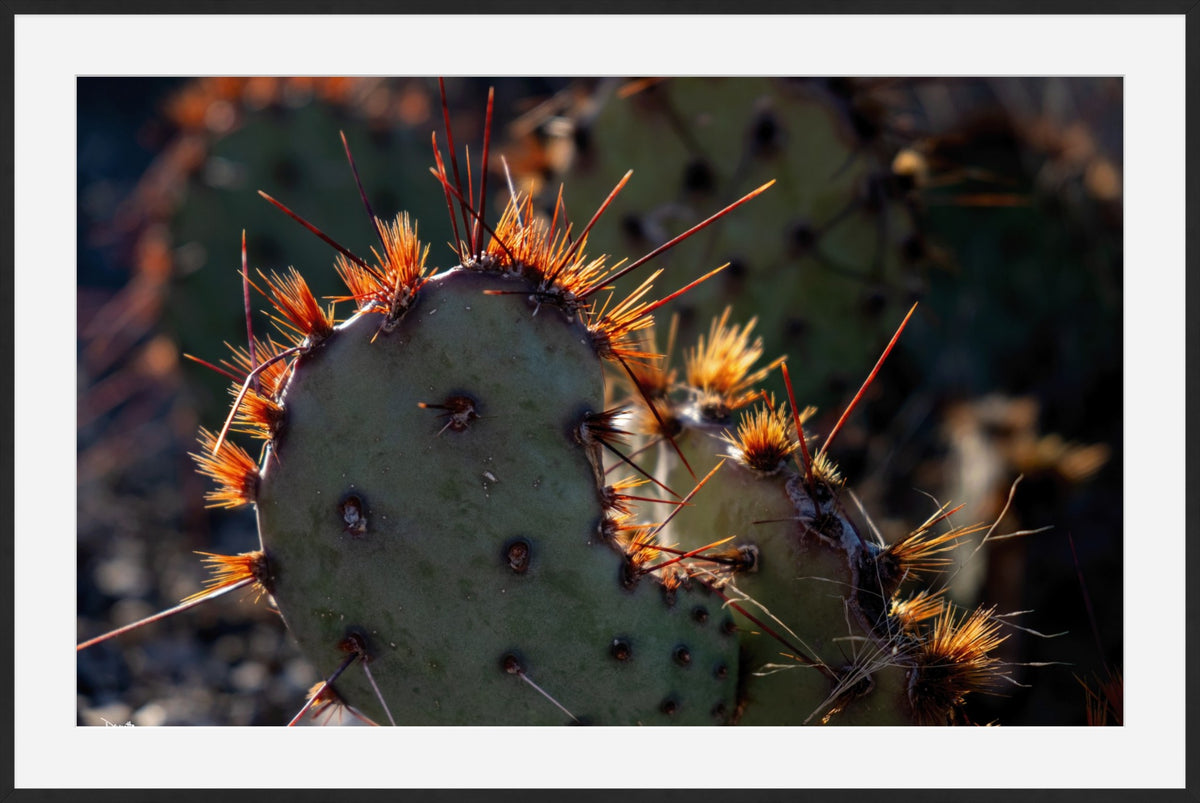 Sunset Cactus Western Desert Photograph Limited Edition of 50