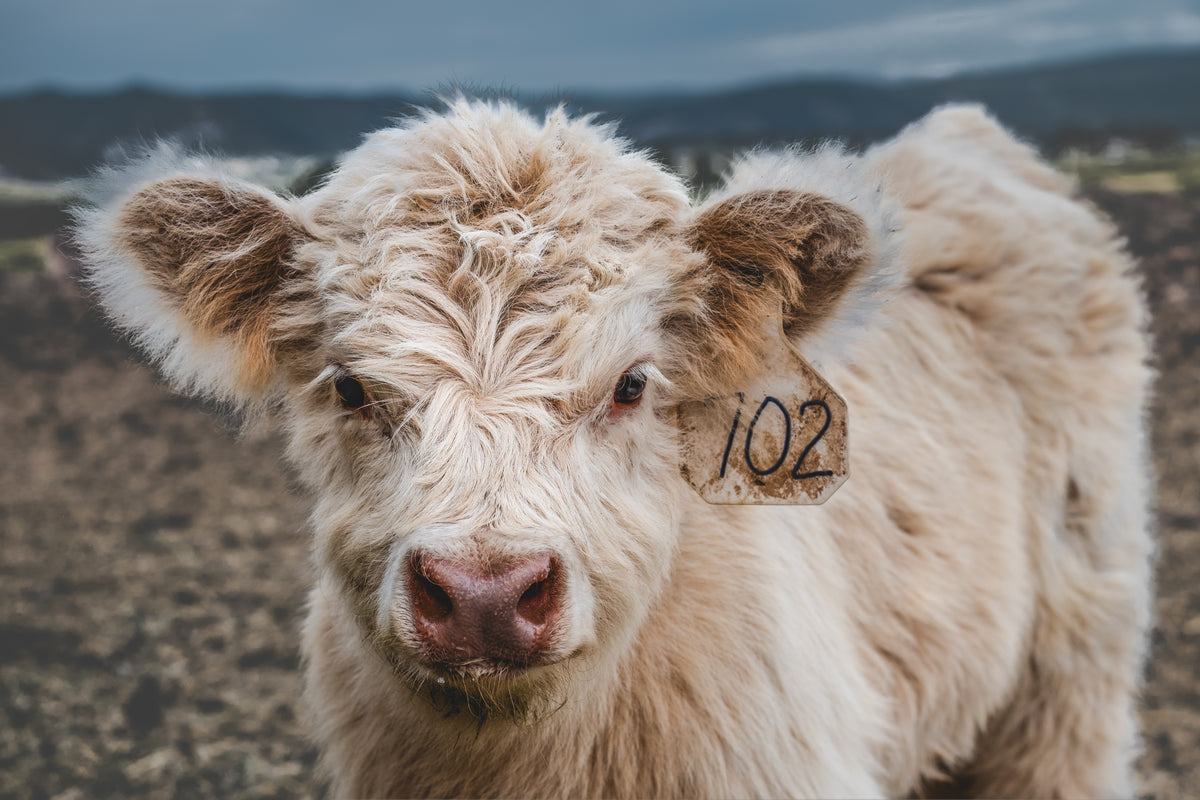 Sweet Baby Highland Cows Photography Limited Edition of 50
