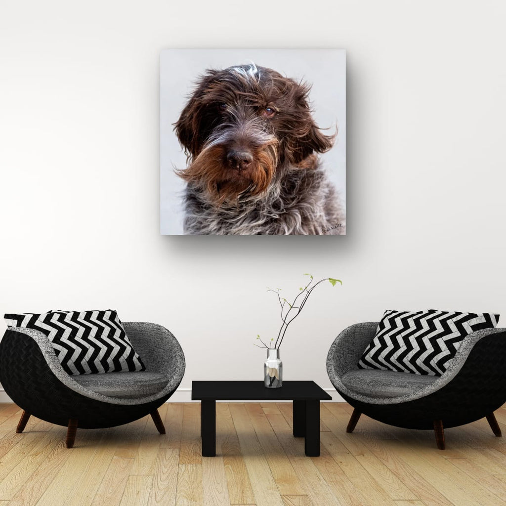 Salt and Whiskers Canine Photography Limited edition of 50