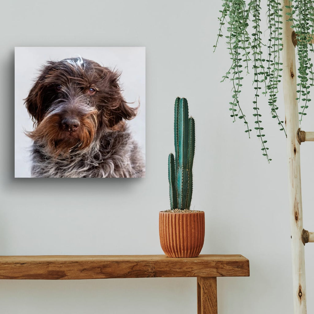 Salt and Whiskers Canine Photography Limited edition of 50