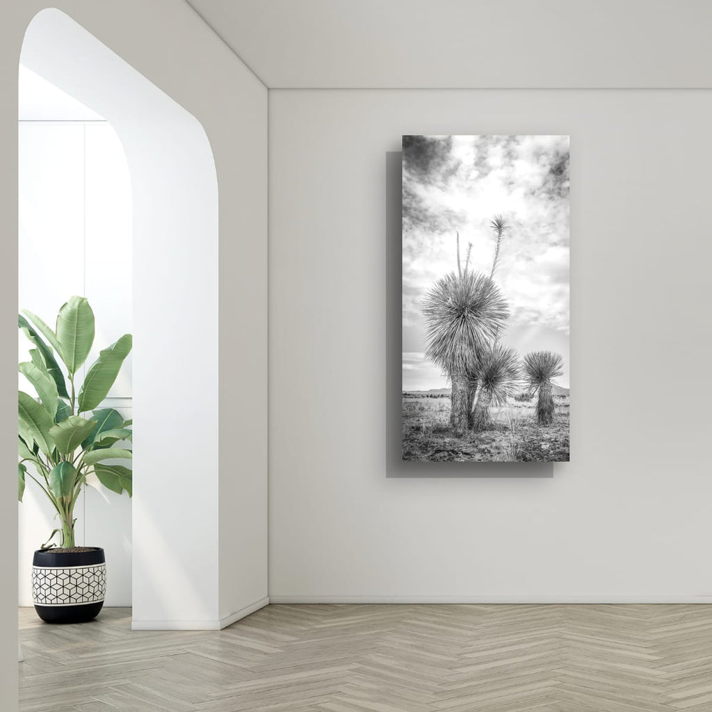 Aspero Black & White Yucca Desert Fine Art Photography Limited Edition of 50