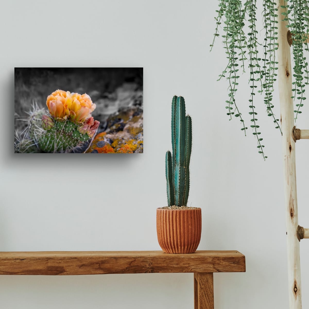 Defiant Bloom Colorado High Desert Photography Limited Edition of 50