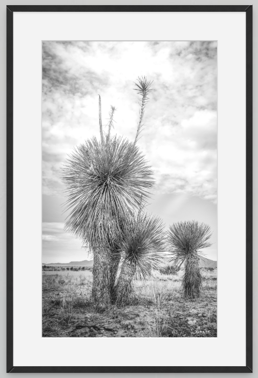 Aspero Black & White Yucca Desert Fine Art Photography Limited Edition of 50