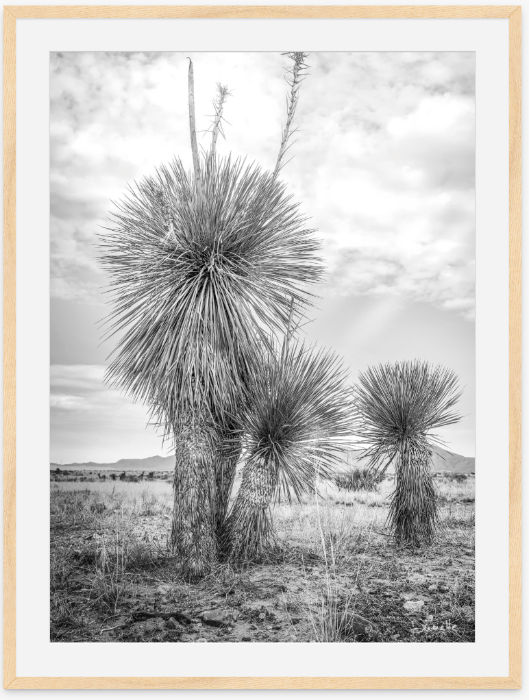 Aspero Black & White Yucca Desert Fine Art Photography Limited Edition of 50