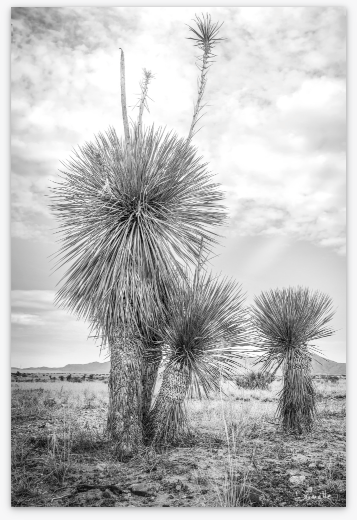 Aspero Black & White Yucca Desert Fine Art Photography Limited Edition of 50