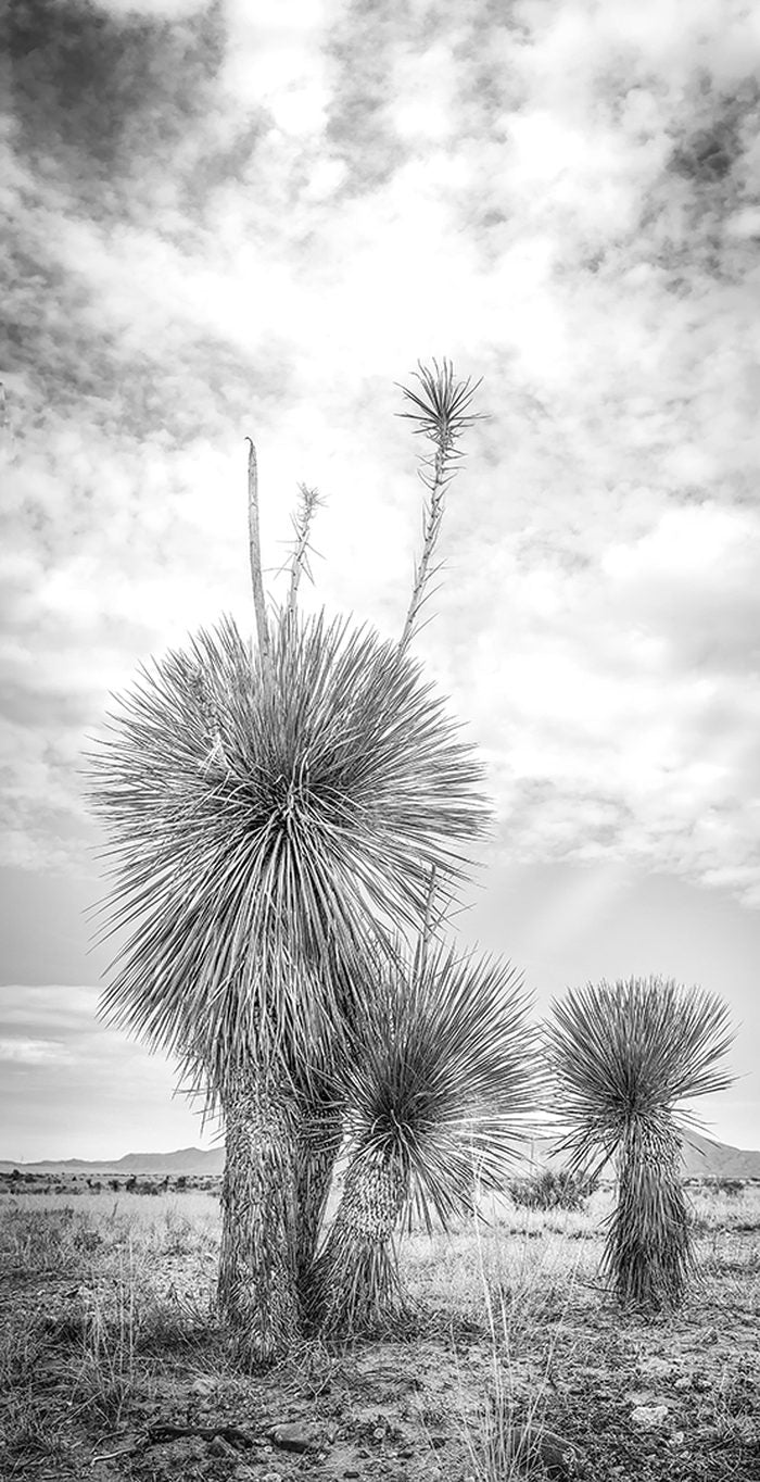 A tall desert yucca with spiked seed stalks against a dramatic cloudy sky, with two smaller yuccas beside it.