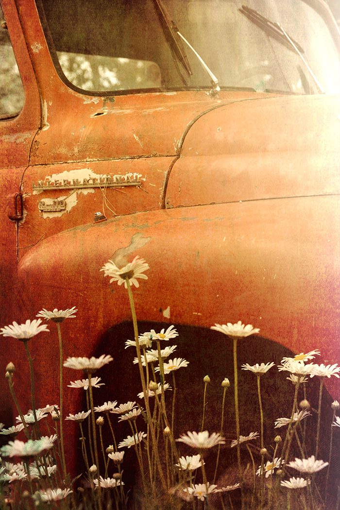 The rusted door and hood of a vintage International pickup truck, with white daisies blooming in front of it.