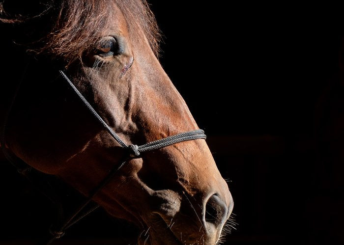 Ruth — close-up portrait of a bay horse in a rope halter, backlit against a dark background.